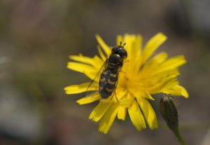 41575-blommor-och-bin